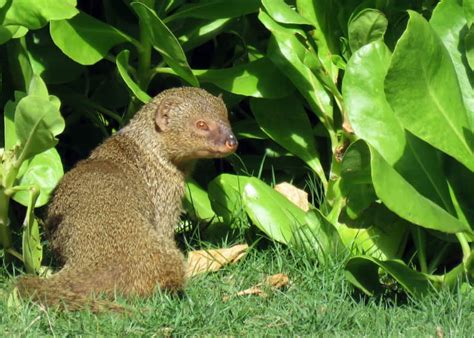 31 Magnificent Mongoose Facts: The Noble Snake Killer (34 Species ...