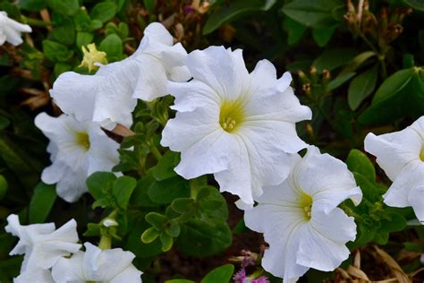 Moonflower Care Guide: What are Moonflowers? | Bouqs Blog