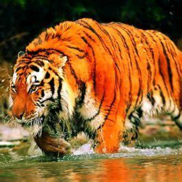 Sundarban National Park at Rs 5500/pack in Kolkata | ID: 19846994062