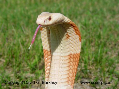 Venomous Snake Photo Gallery | Rare albino animals, Snake photos, Rare animals