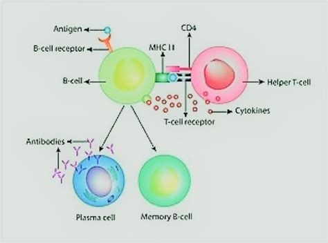 Antigen Presenting Cells (APCs) and Their Role in Activation of The T ...