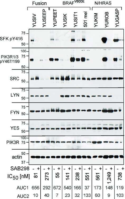 SAB298 suppresses SFK and PI3K activities. Western blot analyses of ...