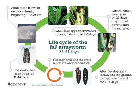 Fall armyworm devastates crops in sub-Saharan Africa: A quick and ...