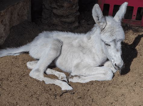 The Adorable Life of Baby Donkeys - 7 Fascinating Facts - Animal Corner