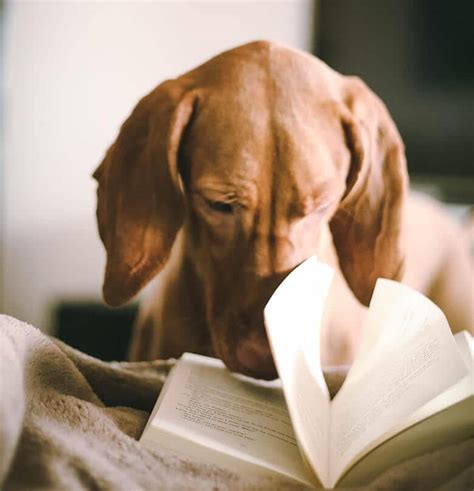 The 7 Books All Dog Parents Need to Read