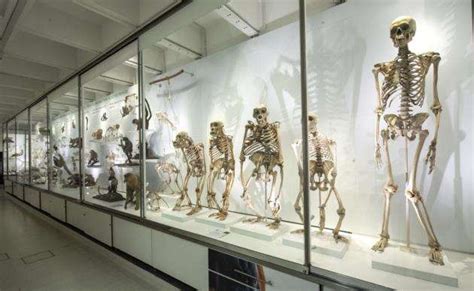 Museum of Zoology reopens to the public following £4.1million redevelopment