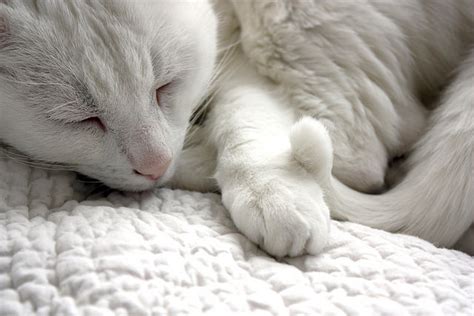 7 Facts About Your Cat's Sleeping Habits - iHeartCats.com