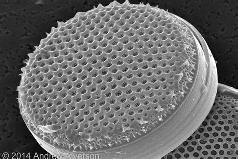 The Diversity of Diatoms | Diatom, Macro and micro, Single celled