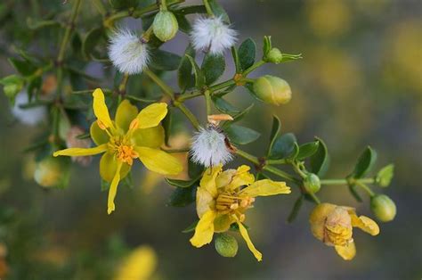 Benefits and Uses of the Chaparral Plant : Natural Cupboard, Your ...