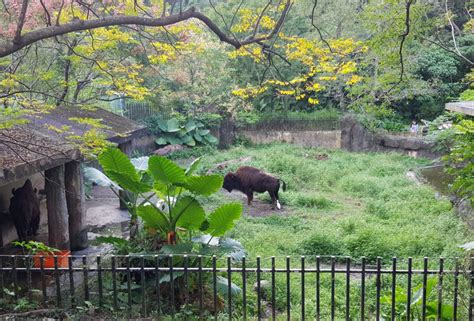 Taipei Zoo - Guide and Tips to Make the Most of Your Visit - Taipei ...