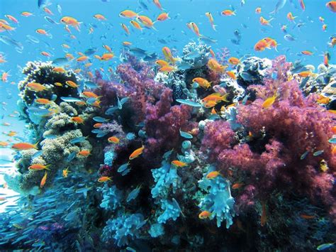 Saving coral: New guidelines to protect and preserve Caribbean coral