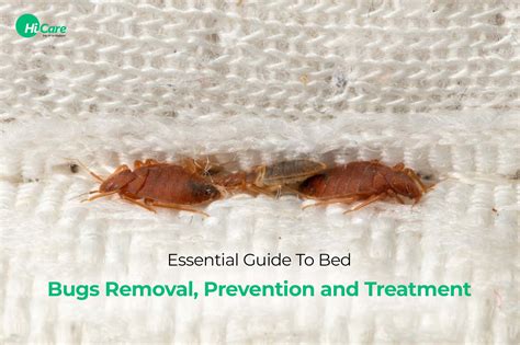 Bed Bugs: Essential Guide to Identify and Get Rid of Them