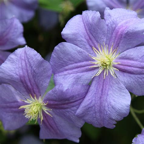 Buy clematis (group 3) Clematis 'Perle d'Azur'