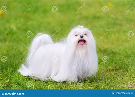 Maltese dog in the park stock photo. Image of white - 115782658