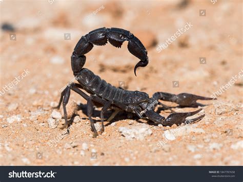 2,645 8 Legged Creature Images, Stock Photos & Vectors | Shutterstock