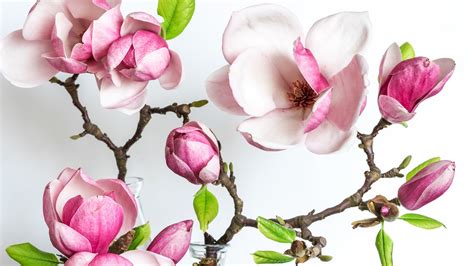 Blossom Flower Magnolia Pink HD Magnolia Wallpapers | HD Wallpapers ...