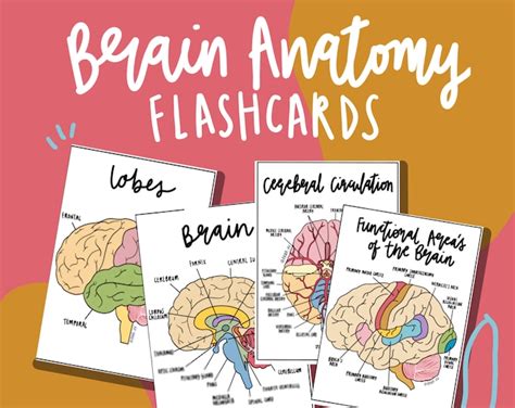 Brain Anatomy Flashcards PDF - Etsy