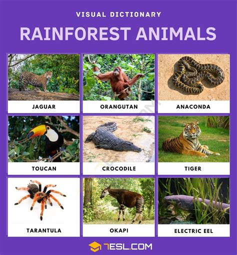 Tropical Rainforests Animals List