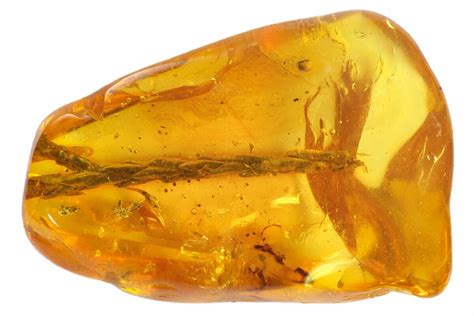 Fossil Thuja Twig (Pinales) & Mite (Acari) In Baltic Amber (#142207 ...