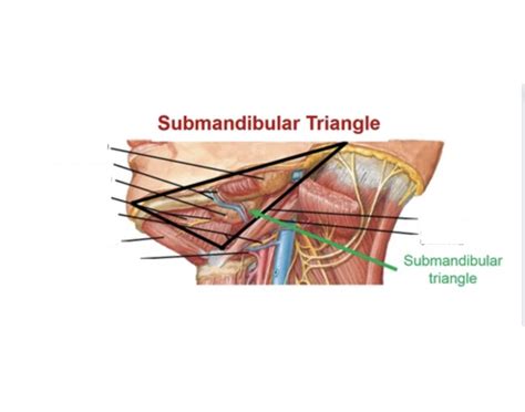 Contents of Submandibular Triangle Quiz