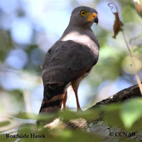 Roadside Hawk (Rupornis magnirostris) - ROHA