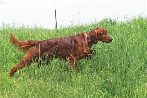 Breed Profile: The Irish Setter - Gun Dog Magazine