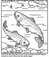 Salmon Coloring Page  Home sketch template