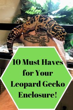 7 Leopard gecko ideas | leopard gecko, gecko, leopard