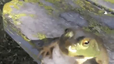 Funny Frog GIF - Funny Frog FrogMeme - Discover & Share GIFs