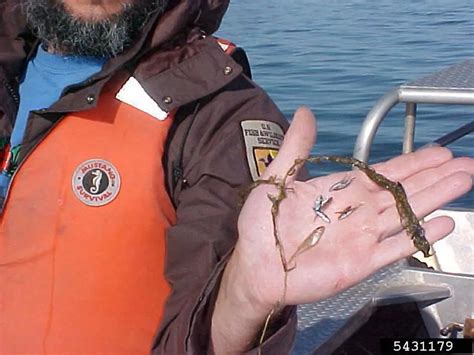 Ruffe - Alberta Invasive Species Council