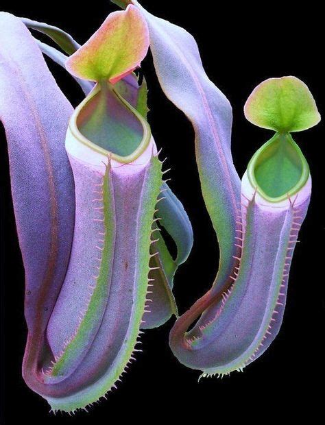 40 Prehistoric Carnivorous Plants ideas | carnivorous plants, plants ...