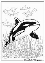 Killer Whale Coloring Sheet sketch template