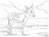 Donkey Line Drawing At GetDrawings  Free Download sketch template