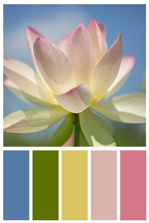 White Lotus Blossom Photo Print Fine Art Wall Art Home - Etsy | Color ...