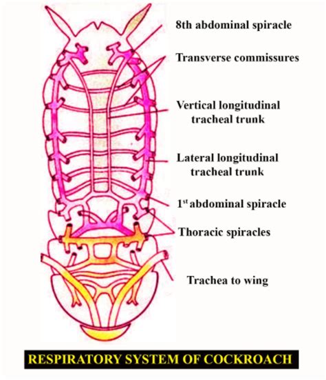 How many pairs of spiracles are found in a cockroach? (A) 6 pairs(B) 8 pairs(C) 10 pairs(D) 12 pairs