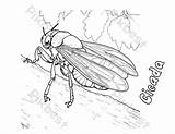 Bug Eyed Beauty Discover The Colorful World Of Cicadas With This  sketch template