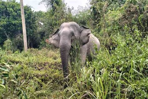 Book Cambodia Wildlife Sanctuary | Volunteer | Cambodia