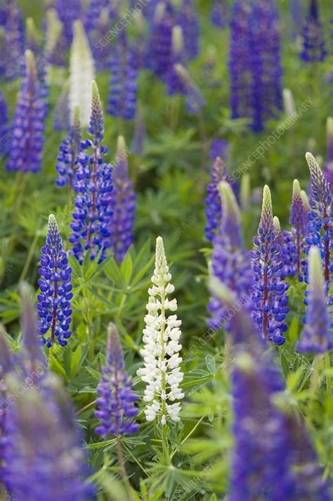 Nootka lupins (Lupinus nootkatensis) - Stock Image - C001/5807 ...