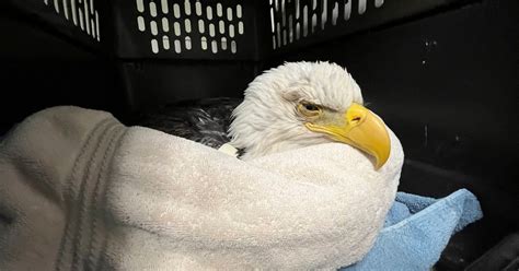 Three bald eagles dead, 10 others sickened after eating carcasses of ...