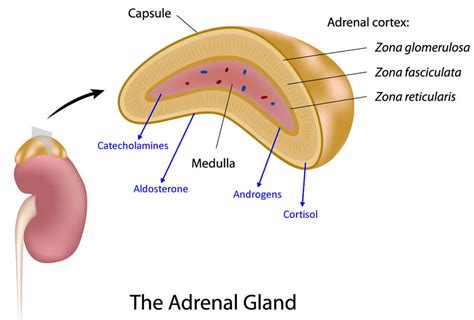 The adrenal gland produces the following hormones except - vsagoo