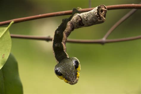 A Hawk Moth Caterpillar that evolved to mimic a snake. : r/interestingasfuck