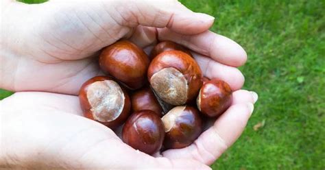 It's time to get collecting as conker season is here - Scunthorpe Telegraph