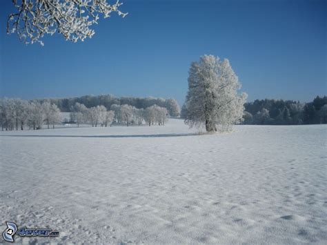 Snowy trees