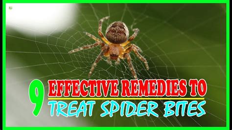 Natural Remedies For A Brown Recluse Spider Bite | Images and Photos finder