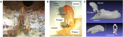 Engineers copy snapping shrimp to produce underwater plasma