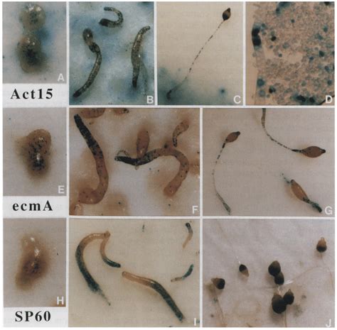 Cytological staining of actl5/ lacZ, ecmA/lacZ, and SP60/lacZ ...