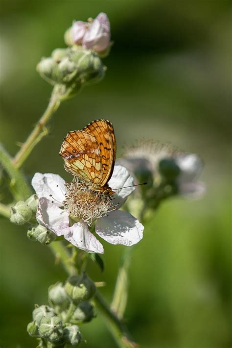 Falter bestimmen (Forum für Naturfotografen)