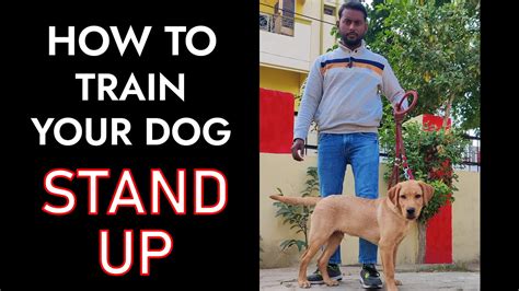 How to Teach your Labrador Puppy "STAND-UP" || Dog training in Hindi - YouTube