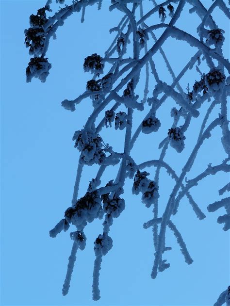 HD wallpaper: tree, branches, aesthetic, hoarfrost, iced, winter, blue ...