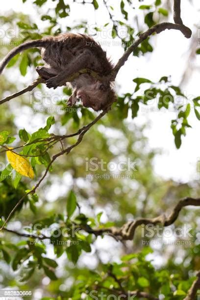 Monyet Di Hutan Monyet Di Bali Foto Stok - Unduh Gambar Sekarang - Air, Anak hewan - Panggung ...